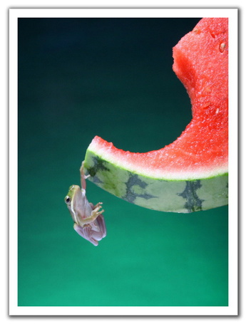 Фото Лягушка на арбузе