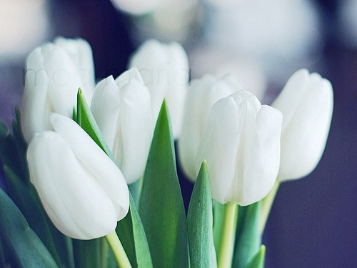Фото Белые тюльпаны