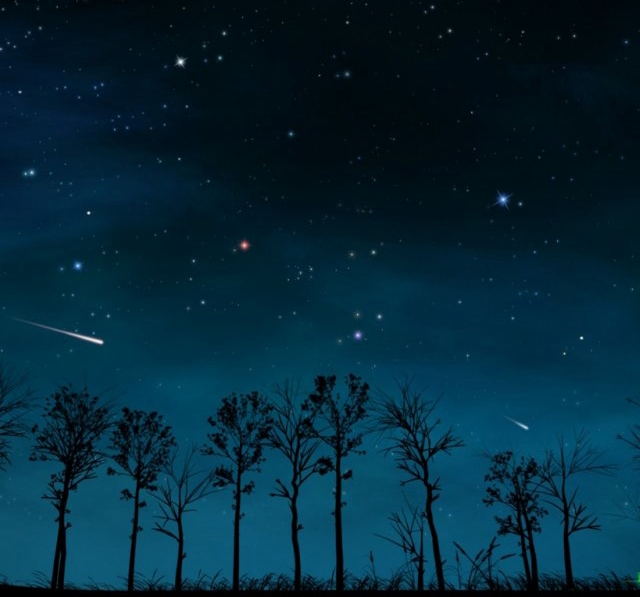 Фото Силуэты деревьев на фоне ночного неба
