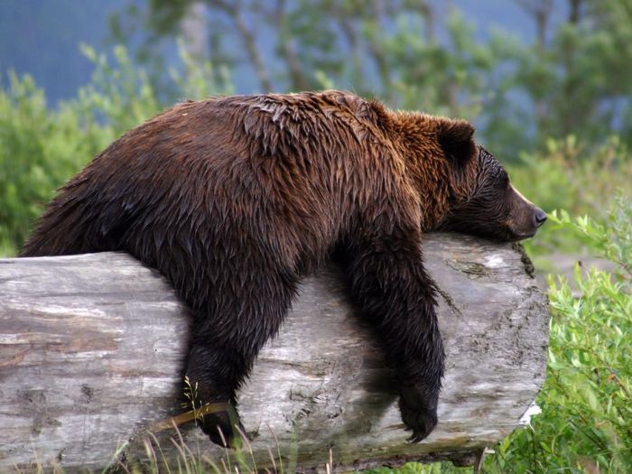 Фото Бурый медведь отдыхает на бревне