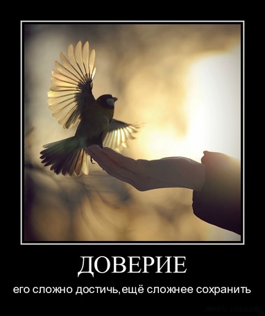 Фото демотиваторы, птицы
