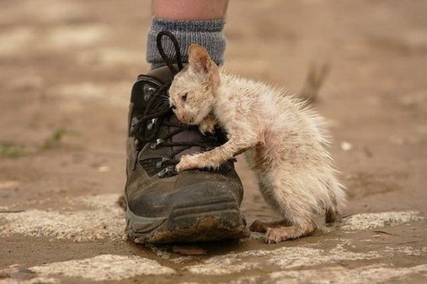 Фото Мокрый котёнок залезает на ботинок