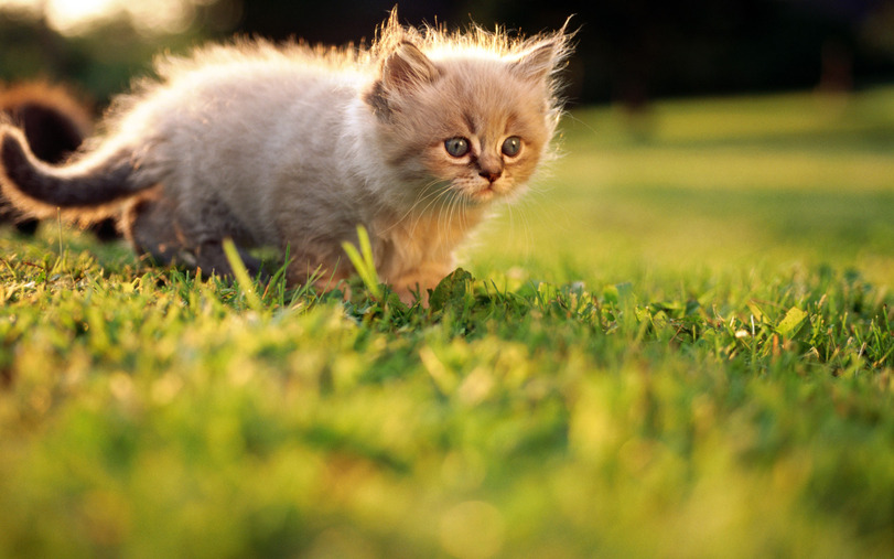 Фото Котёнок идёт по траве
