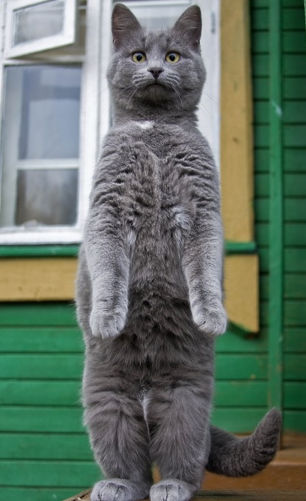 Котик стоит на задних лапах фото мем