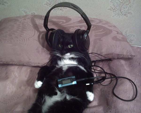 Фото Кот в наушниках слушает музыку