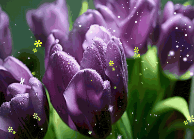 Фото Сиреневые весенние тюльпаны