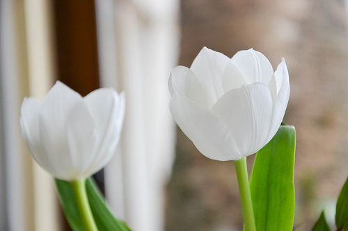 Фото Белые тюльпаны
