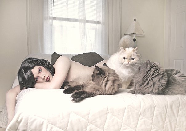 Фото Девушка с котами лежит на кровати