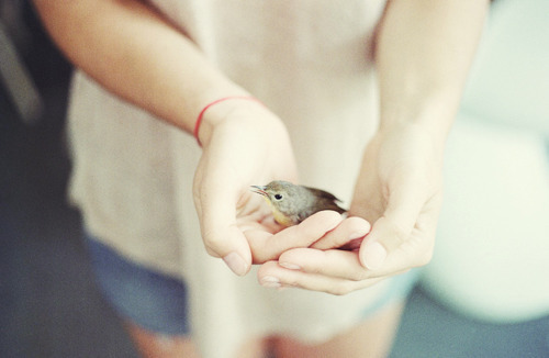 Фото Девушка держит в руках птичку