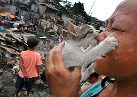 Фото Котёнок кусает человека за нос