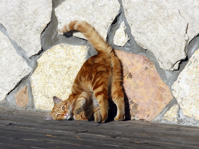 Картинки котят в смешных позах