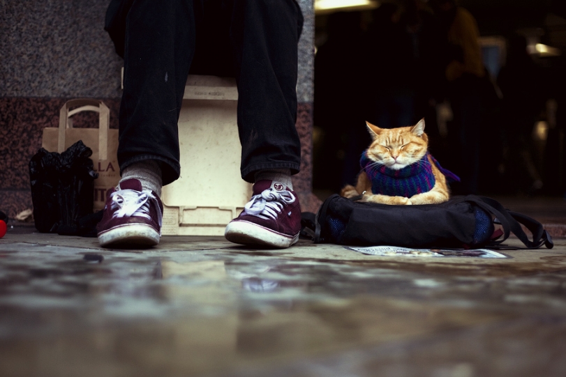 Фото Кошка лежит на сумке в ногах у человека