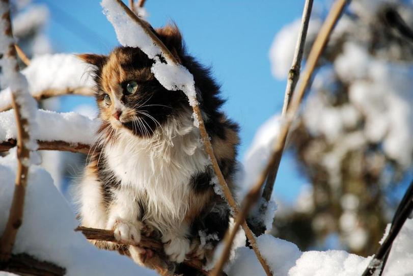 Фото Котёнок сидит на заснеженных ветках