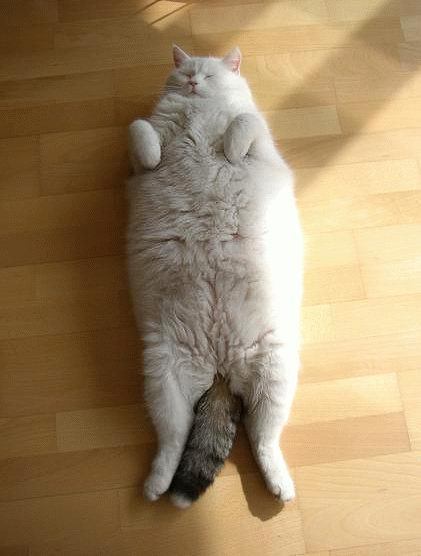 Жирный кот лежит