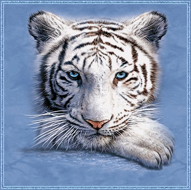 Фото Белый тигр
