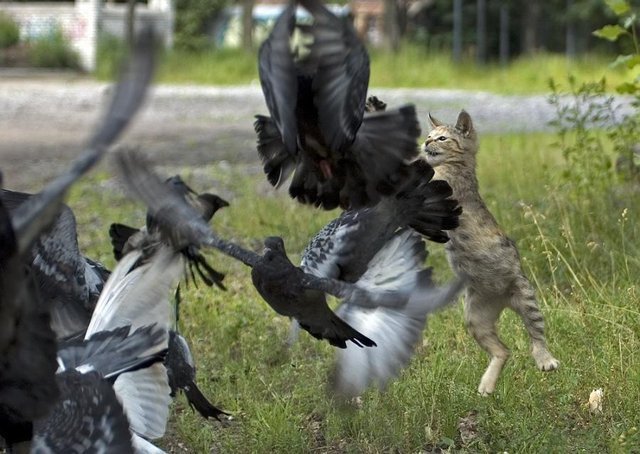 Фото Котёнок охотится на голубей