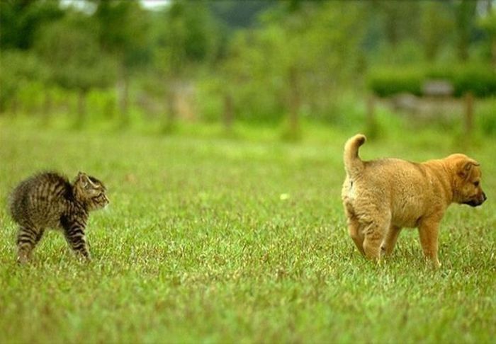 Фото Котёнок ощетинился на щенка