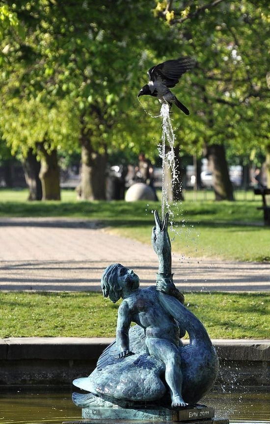 Фото Ворона пьёт воду из фонтана