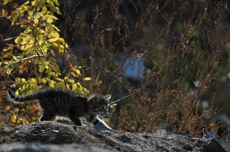 Фото Котёнок охотится на бабочку