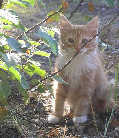 Фото Красивый рыжий котёнок