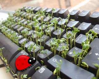 Фото Сквозь клавиатуру пробиваются ростки и ней сидит божья коровка