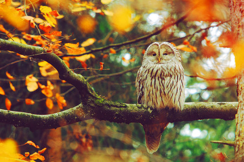 Фото В осеннем лесу на ветке дерева дремлет сова