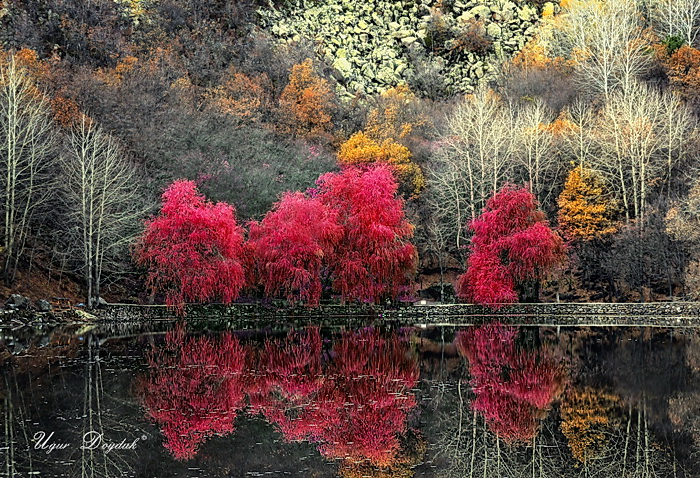 Фото Красные деревья на фоне лысых