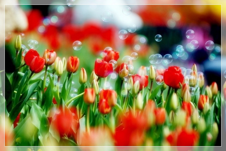 Фото Тюльпаны и мыльные пузырики