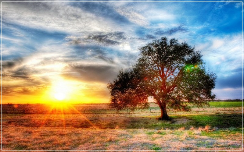 Фото Дерево на фоне красивого неба