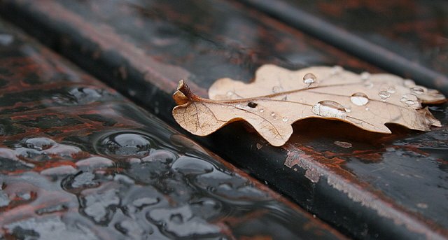 Фото Осенний лист под дождём