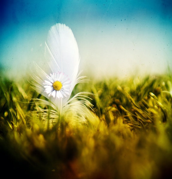 Фото Ромашка с пёрышком в траве
