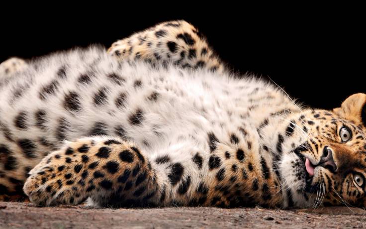 Фото Леопард лежит на спине на земле