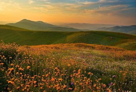 Луг фото для детей