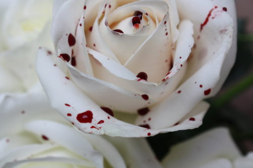 Фото Белая роза с каплями крови