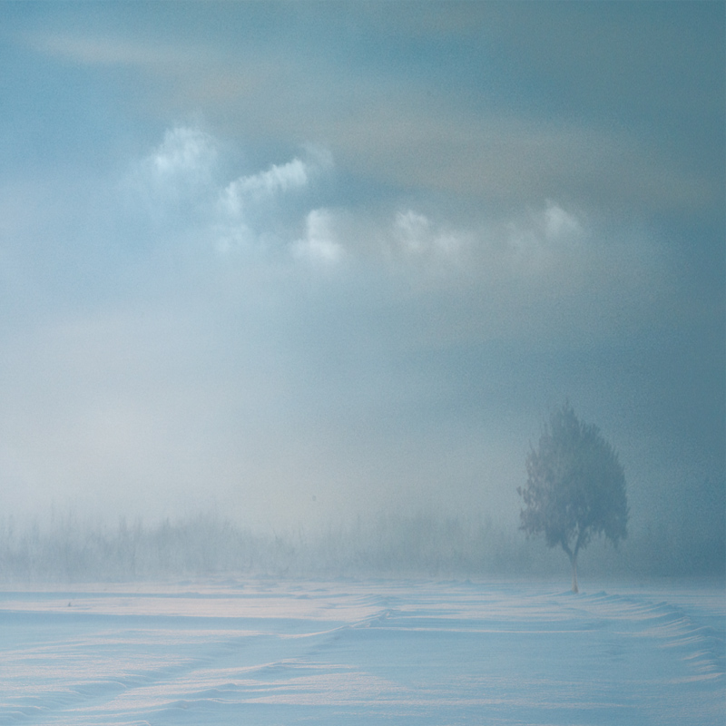 Дерево в зимнем тумане на рассвете