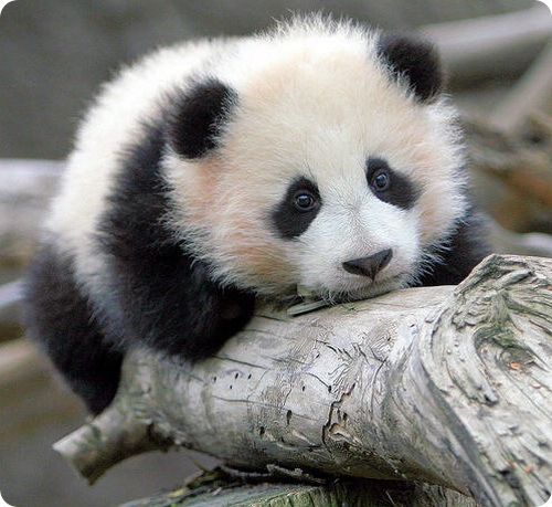 Стоковые фотографии по запросу Маленькая панда