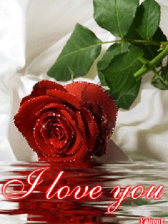 Фото Красная роза (I love you)