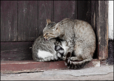 Кошка несет котенка за шкирку фото