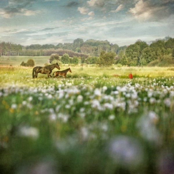 Фото Весеннее поле в цветах, вдалеке гуляет лошадь со своим жеребенком