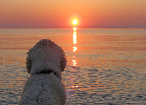 Фото Собака смотрит на закат