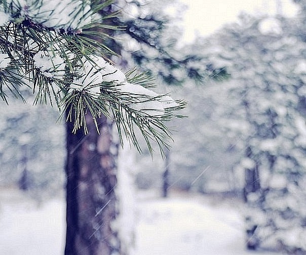 Идёт снег, покрывая собой иголки ели,ветки голых деревьев,землю