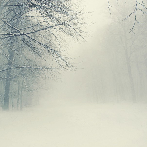 Фото Зимний, туманный лес с сугробами снега