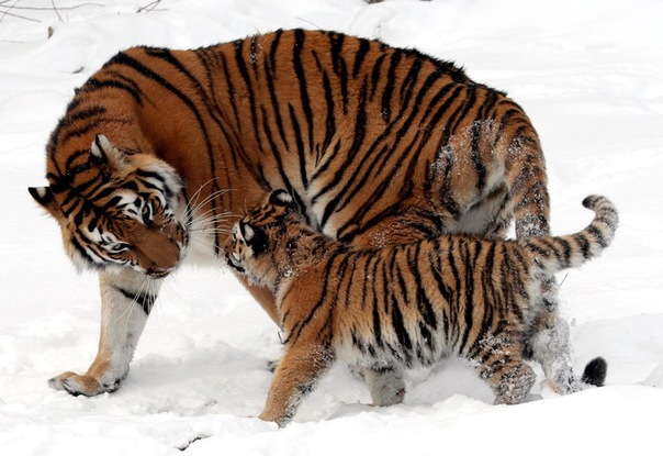 Фото Тигрица и тигрёнок