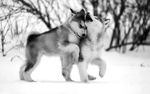 Фото Два маленьких щенка Хаски играются в снежных сугробах