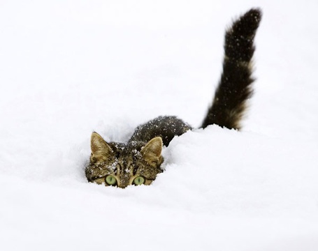 Фото Снежных Кошек