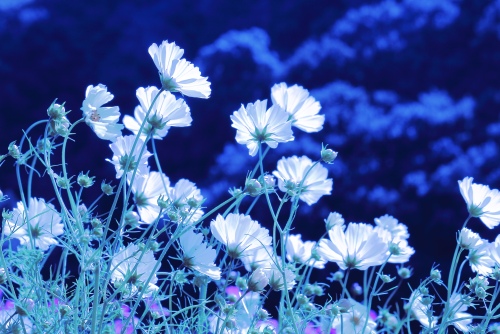 Цветы Ночью Фото