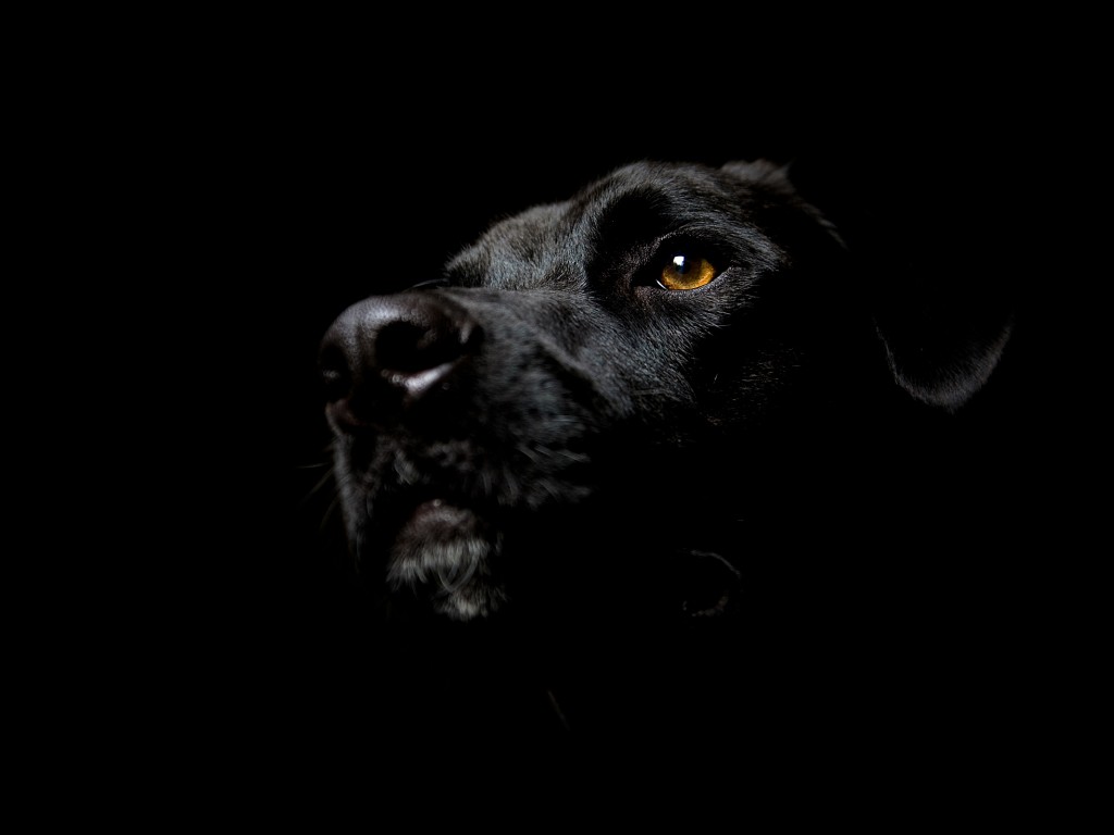 Фото Черная собака в черной комнате (Noir-esque Dog)