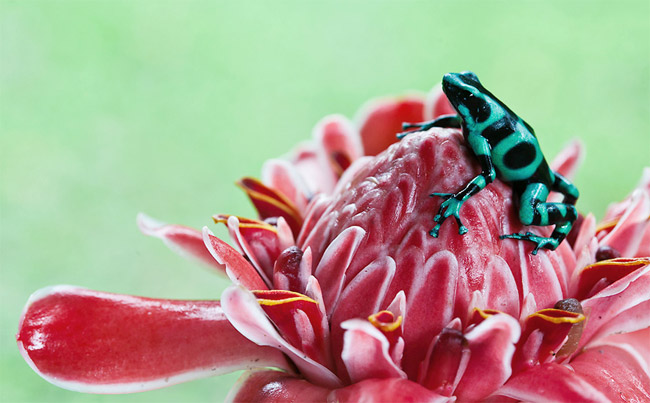 Фото Ядовитая лягушка на цветке