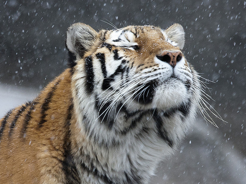 Фото Тигр ловит мордой снег