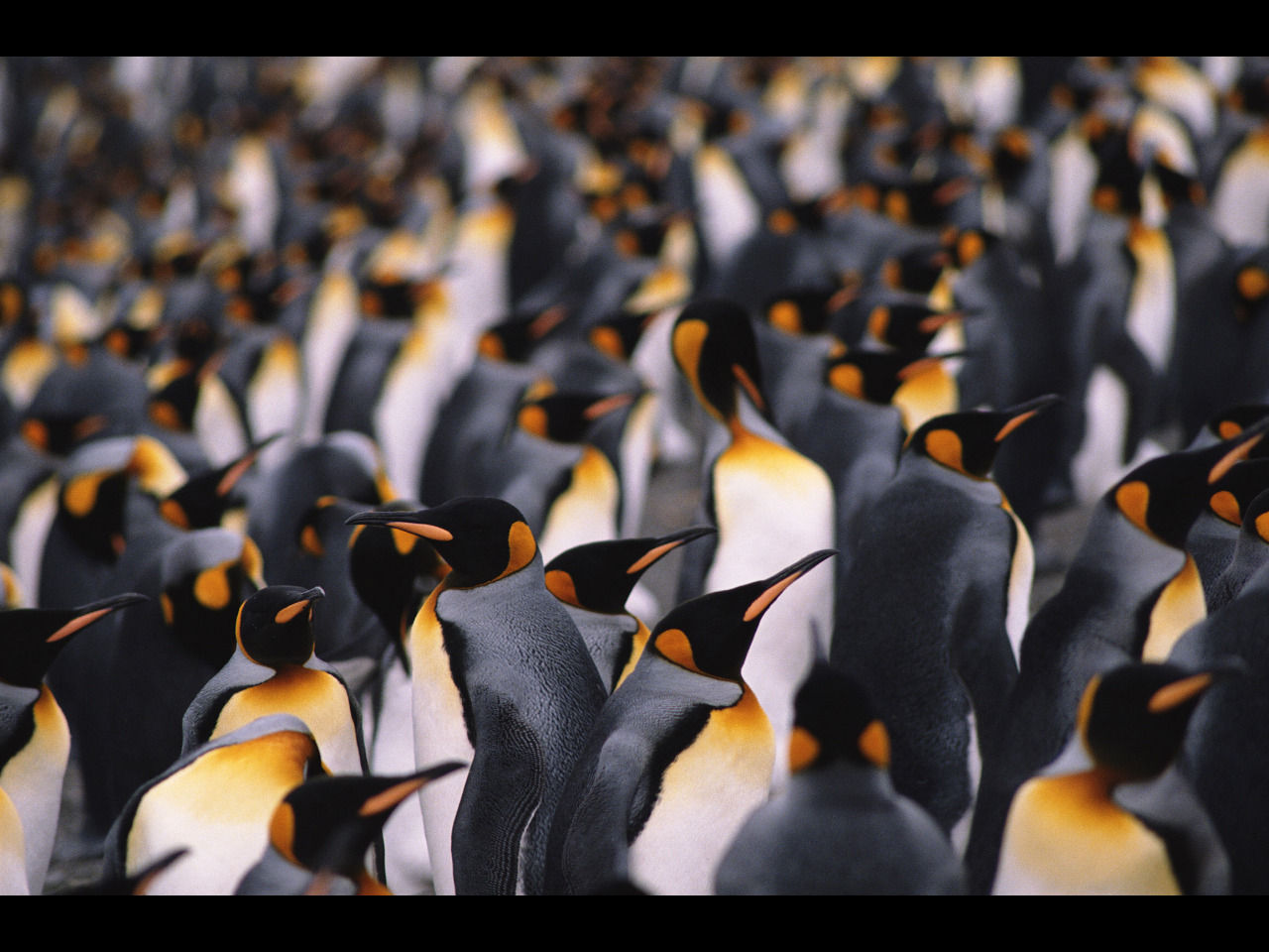 Фото Много пингвинов